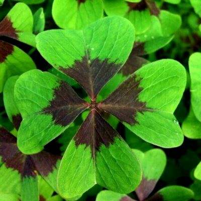 仙剑情缘ol官方版下载
